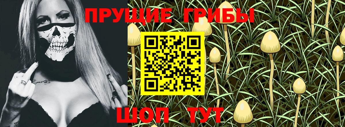 Псилоцибиновые грибы GOLDEN TEACHER Дедовск